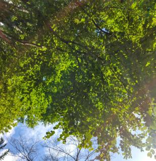 �L���L�����関���ɂ̃T���l�C���摜