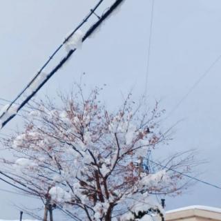 ��̉Ԃ��炢�Ă��܂����̃T���l�C���摜