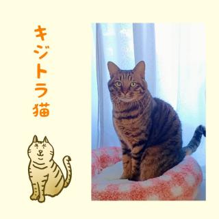 キジトラ猫が家にいると運気が上がる理由のサムネイル画像