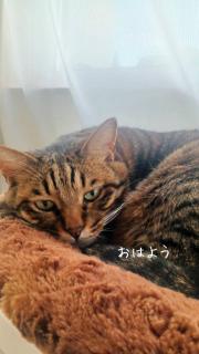 ���A���āA����ς�厖�̃T���l�C���摜