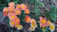 ���{�̃T���l�C���摜