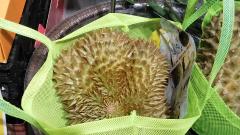 �h���A���̃T���l�C���摜