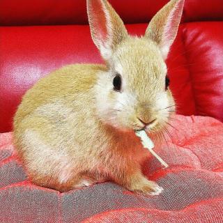 ���̎q���g���K�[�̃T���l�C���摜