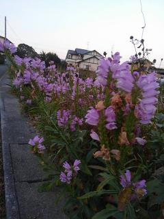 ���K�l�̃T���l�C���摜