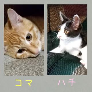 �L�肢�y11���㔼�z�@�[��ҋ@�̂��m�点�̃T���l�C���摜