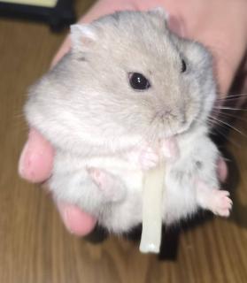 �T���̉^���̃T���l�C���摜