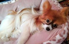 �H���I���Ƃ�񂱂̐Q���̃T���l�C���摜