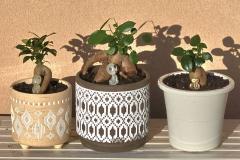 �U��19���A20���̉^���̃T���l�C���摜