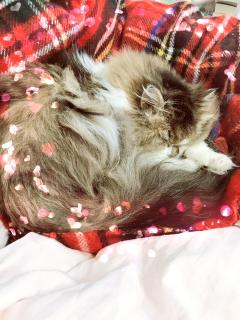 �v���Ԃ�̂��x�݂̃T���l�C���摜