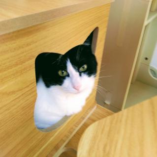 �`���E�U���̖����̃T���l�C���摜