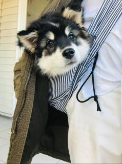 �킪��̂��ӂ��ӑ��̃T���l�C���摜