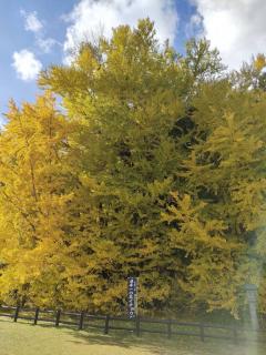 ���{��̑�C�`���E�@���^�A�b�v�ɂǂ����I�̃T���l�C���摜