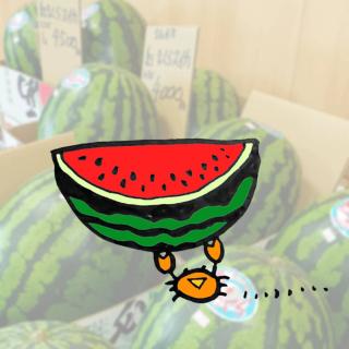 �ẴV���{�����X�C�J�̊J�^�p���[�I�̃T���l�C���摜