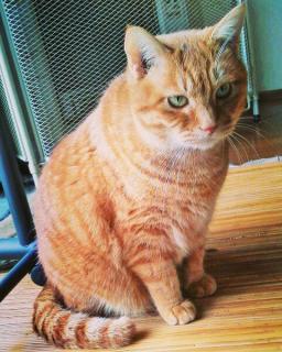 ��������̃{�����e�B�A����̃T���l�C���摜