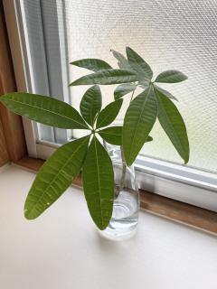 �ϗt�A���̃T���l�C���摜