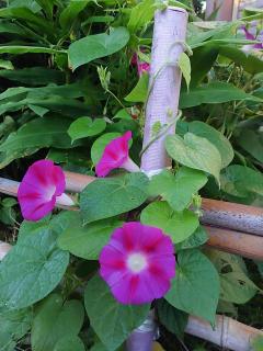 ����ɖ߂�̃T���l�C���摜