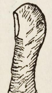 �|���w�̃T���l�C���摜