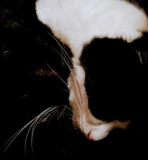 슴Ƃ̂̃TlC摜