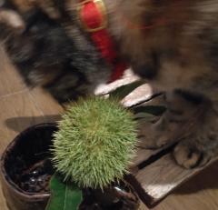 G߂̂̂̃TlC摜