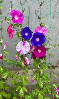 ���J�̒��̃T���l�C���摜