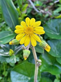 �傫�ȐL�т����Č��C�����ς��ɁI�̃T���l�C���摜