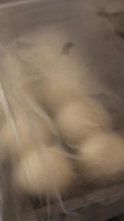 �k�R���L�̃T���l�C���摜