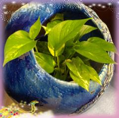 �ނƂ̖����͌��̗t�Ŋ����āI�̃T���l�C���摜