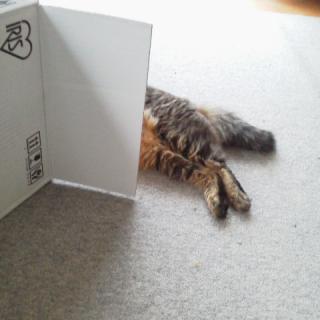 �u���O�̃l�^�W�߂̃T���l�C���摜