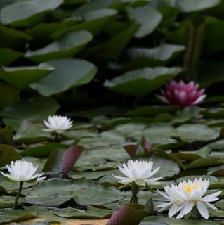 ���H�ɗ��������F�l�̃T���l�C���摜