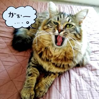 �{�l�i�L�j�̋C�������y�쎋�z�̃T���l�C���摜
