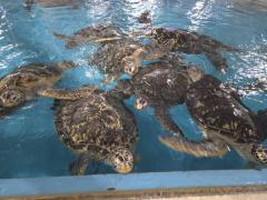 �T��3���`�T��6���@�����^�̃T���l�C���摜