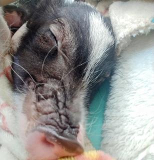 �f�̗��Ƃ͂̃T���l�C���摜