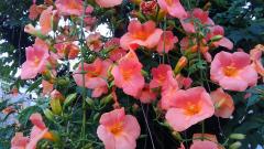 ���̐_�Ђ̃T���l�C���摜