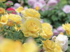 5���J�^���̃T���l�C���摜