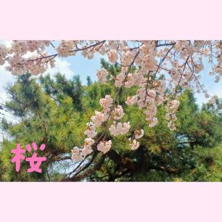Ԍ[II[ĨTlC摜