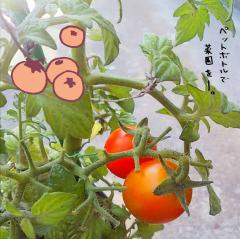 �y�j�z�y�b�g�{�g���؉��̃g�}�g������̃T���l�C���摜