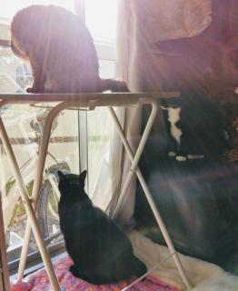 ��̔g���̃T���l�C���摜