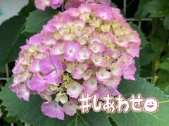 ���ӂ�鈤�̃J�b�vR4.6.6���̂̃T���l�C���摜
