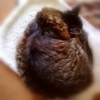 �����̒n�k�ɂ��ẴT���l�C���摜