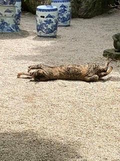 �̂�〜���I�̃T���l�C���摜