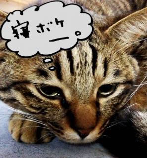 6���͉B���J�ɒ��ӁI�����͑厖�I�̃T���l�C���摜