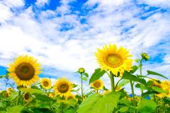 �������߂ɕK�v�Ȃ��ƁI�̃T���l�C���摜