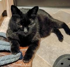 ���C�I���Y�Q�[�g�Ƃ́H�̃T���l�C���摜