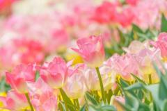 �g���l���h���甲���o���q���g�̃T���l�C���摜