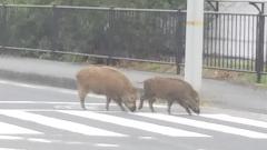 �_�l�̂��g���I�H�̃T���l�C���摜