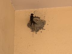 �c�o���̃T���l�C���摜