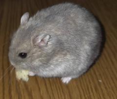 �T���̉^���̃T���l�C���摜