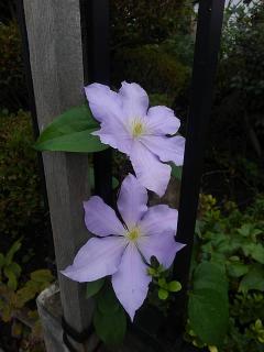 ����Q��ɂ��ẴT���l�C���摜