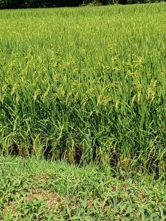 �ŋ����o�C���t�[�h�@���ɂ���̃T���l�C���摜