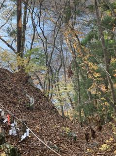 �΂̗͂̍����n�@202011����5�̃T���l�C���摜